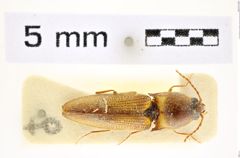 Foto (Dorsalansicht) von Wallaceus novakorum (Schimmel, 2004) (NHMW-ZOO-COL-0008417)